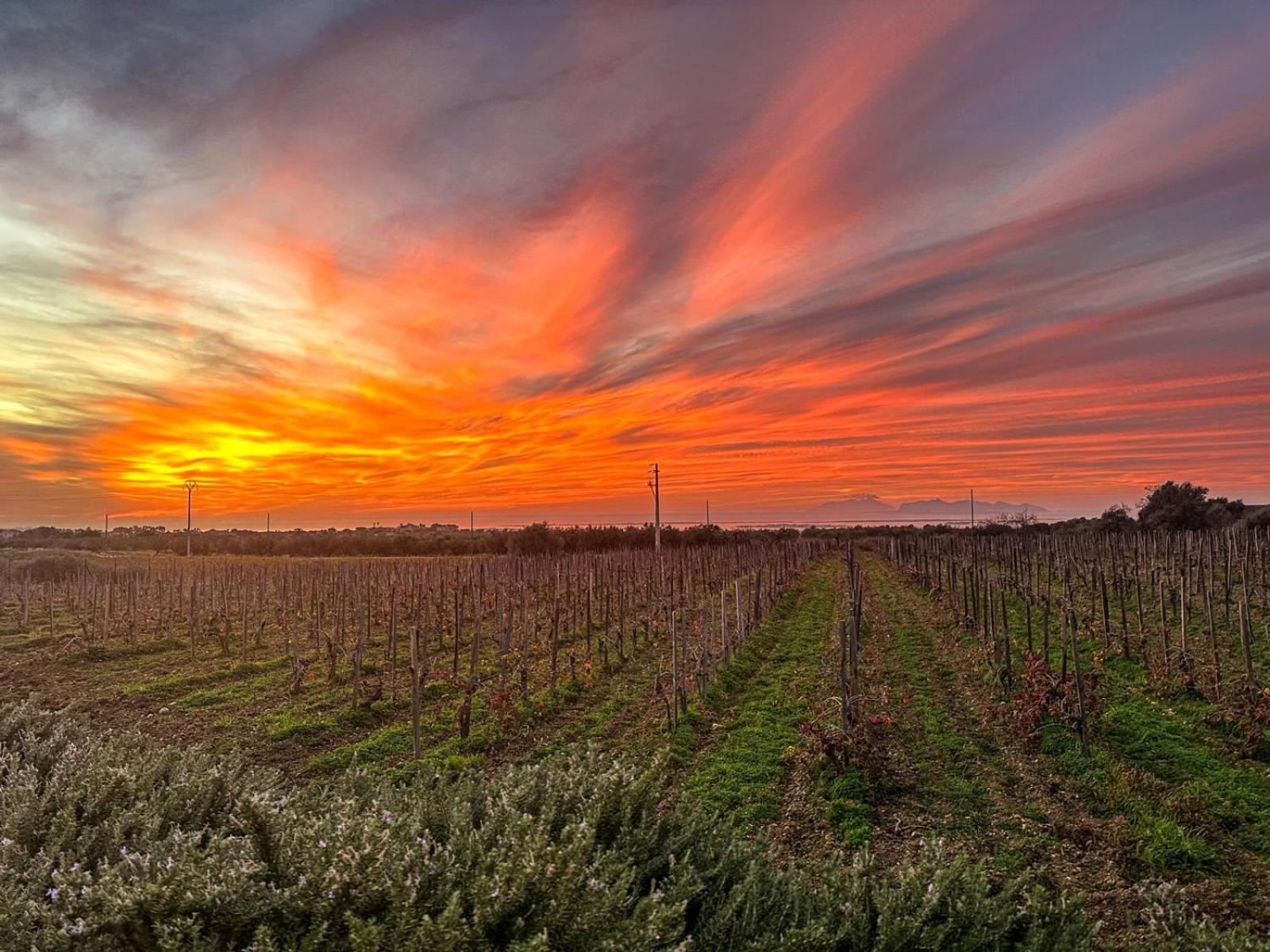מרסאלה Agriturismo Baglio Donnafranca Wine Resort מראה חיצוני תמונה