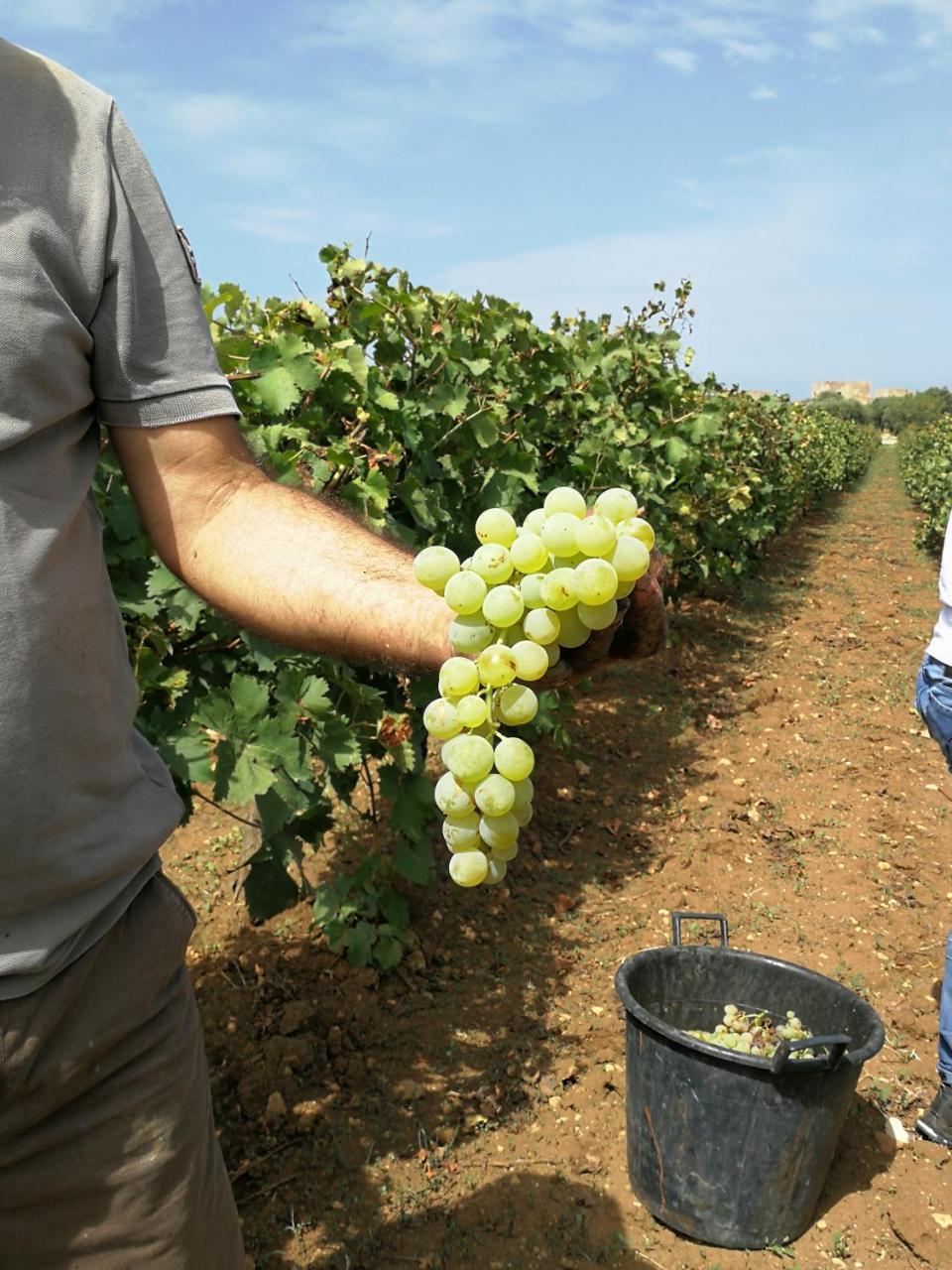 מרסאלה Agriturismo Baglio Donnafranca Wine Resort מראה חיצוני תמונה
